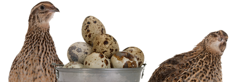 benefit of quail egg	